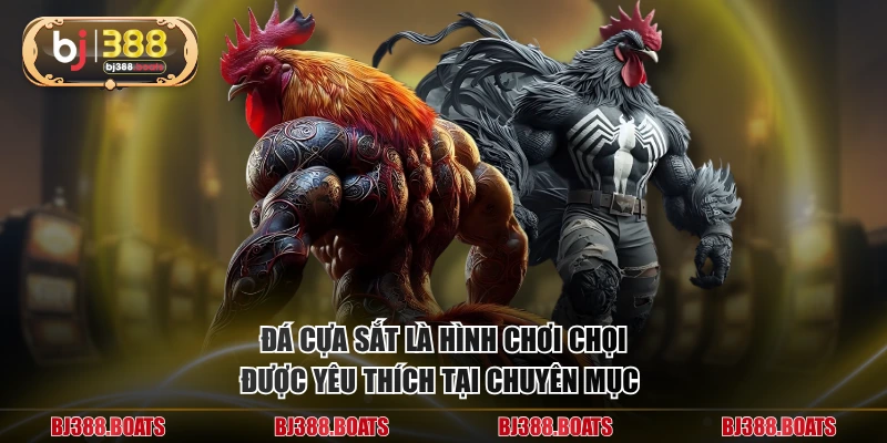 Đá cựa sắt là hình chơi chọi được yêu thích tại chuyên mục